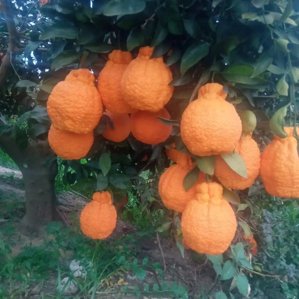 Dekopon