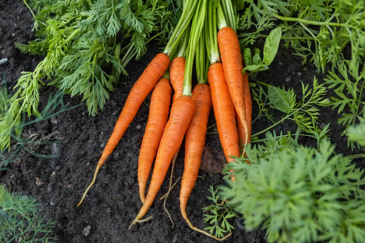 Carottes