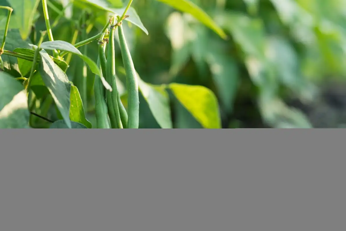 Haricots vert