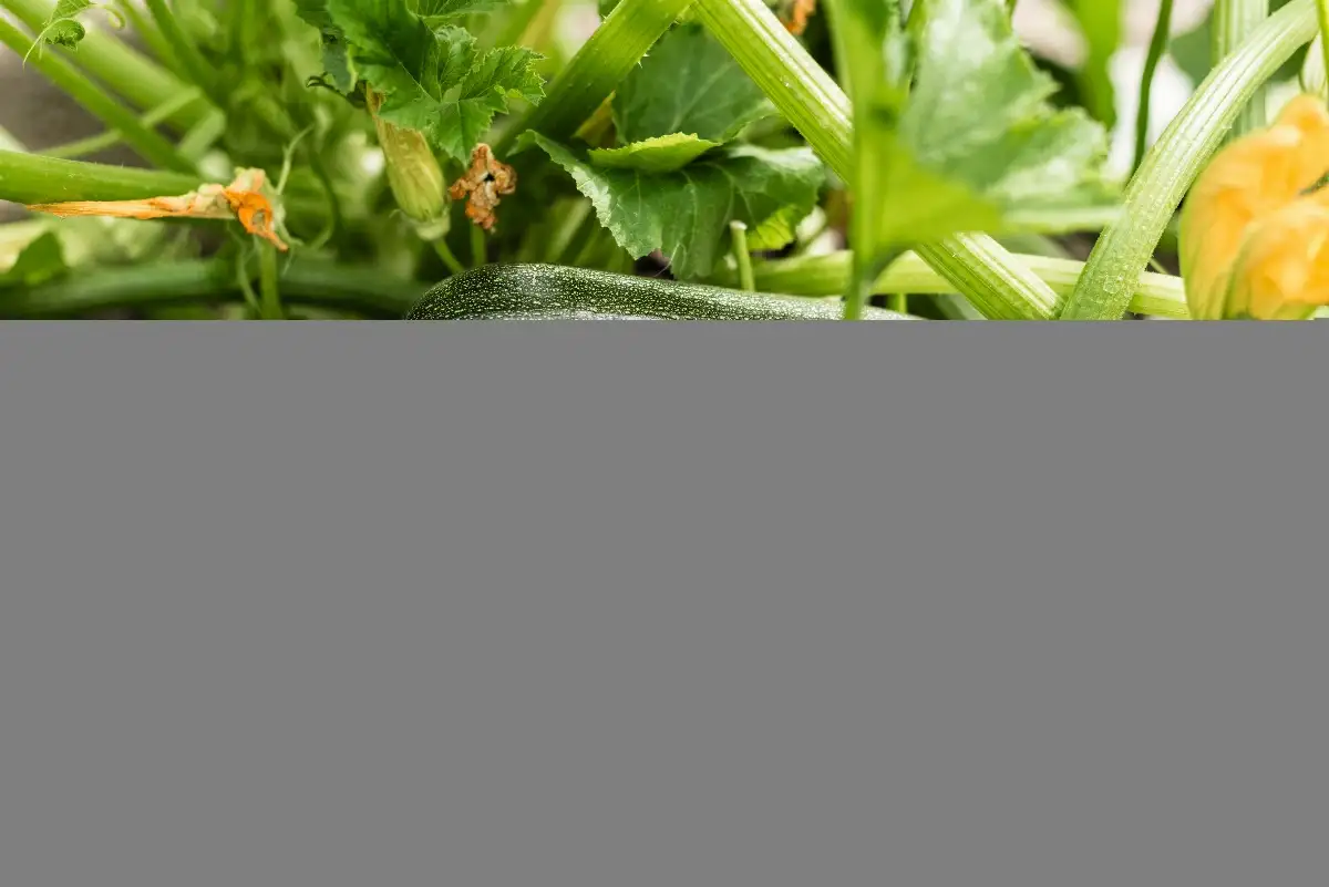 Courgette